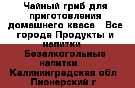 Чайный гриб для приготовления домашнего кваса - Все города Продукты и напитки » Безалкогольные напитки   . Калининградская обл.,Пионерский г.